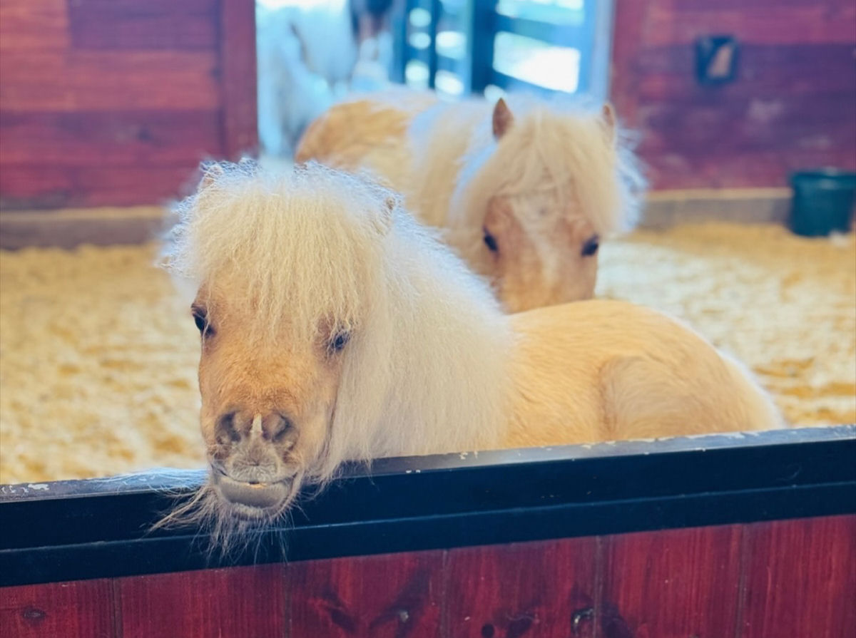 Mini-cavalo salvo de leilo corre pela fazenda como um cavalo de corrida