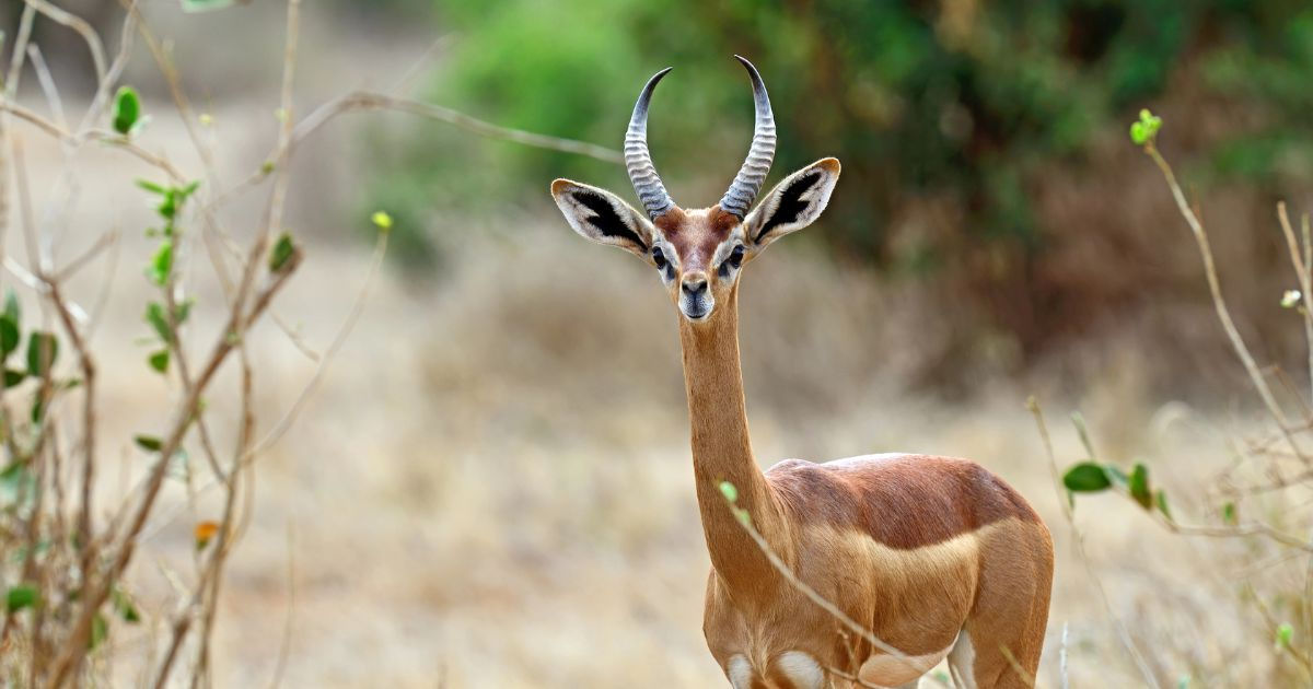 Antlope da frica Oriental prospera sem gua por ser exigente na alimentao