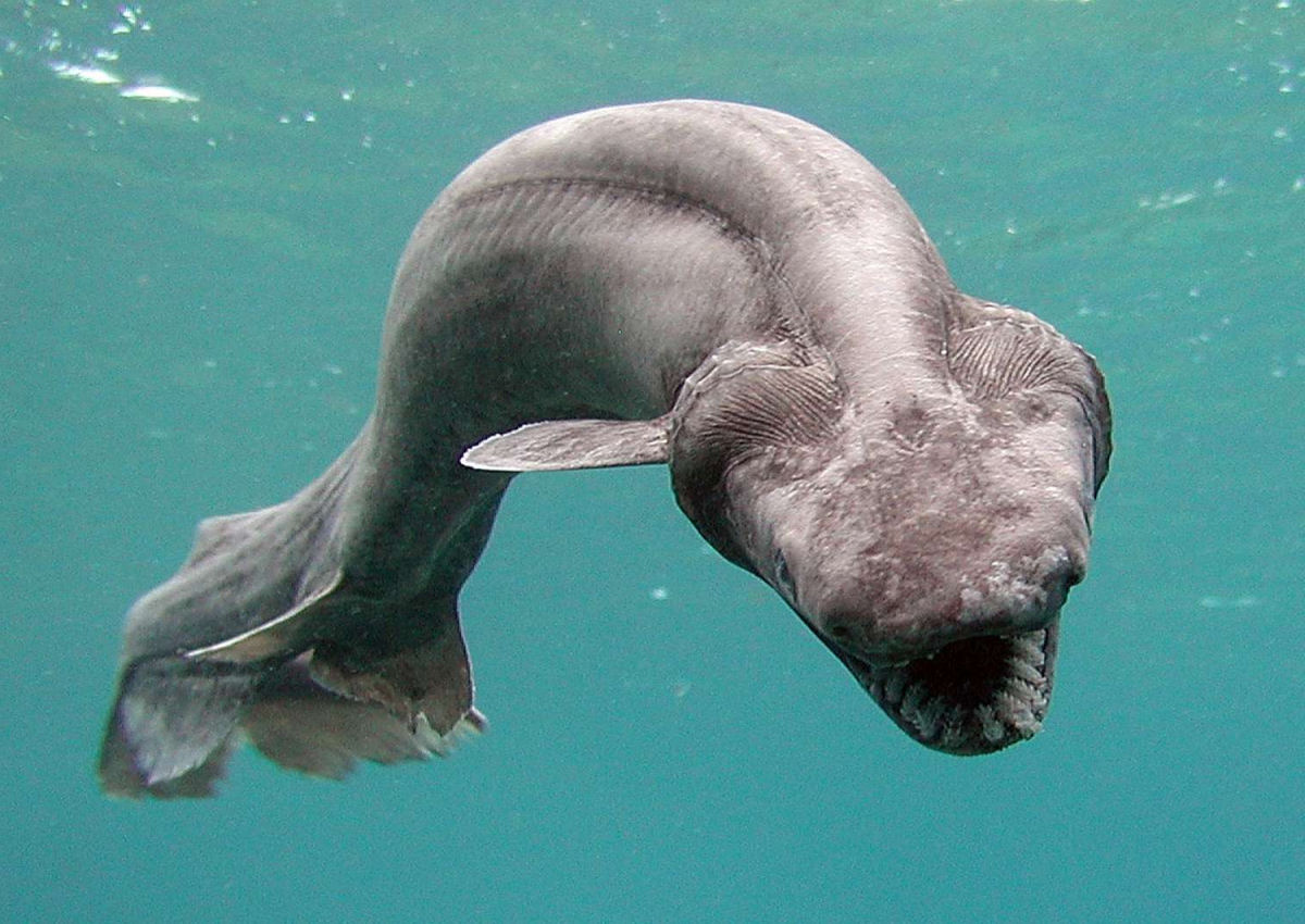 Por que as criaturas marinhas se tornam muito maiores nas profundezas da zona da meia-noite do oceano?