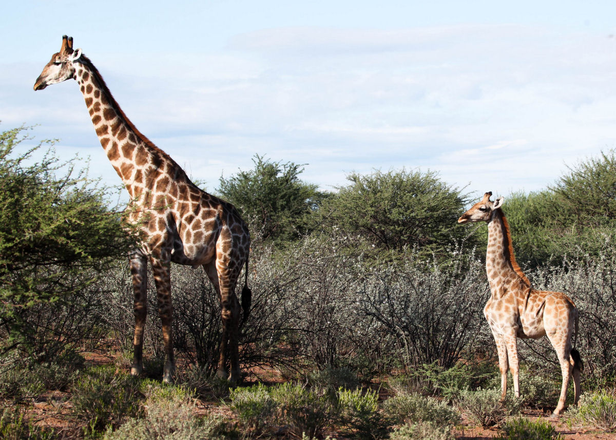 À esquerda, uma girafa normal. À direita, uma das duas únicas girafas anãs conhecidas