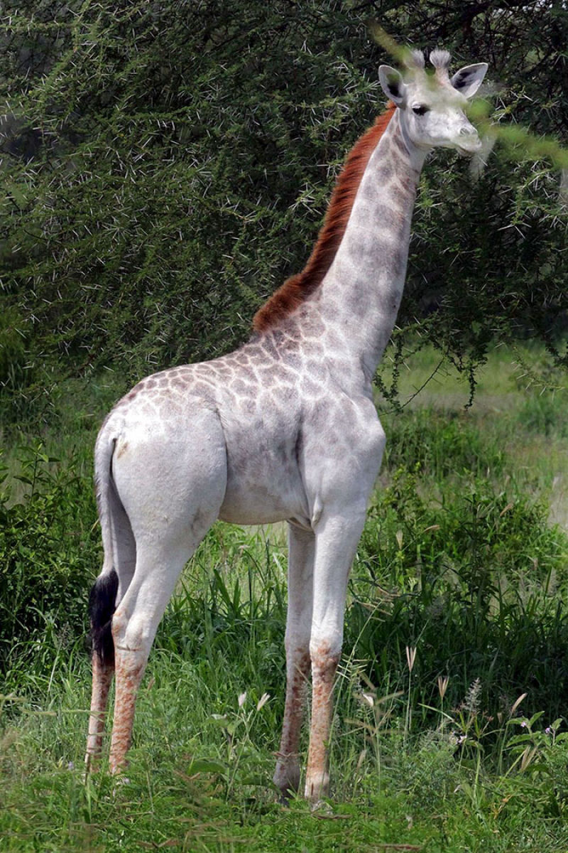 Uma rara girafa branca foi vista na Tanzânia 01