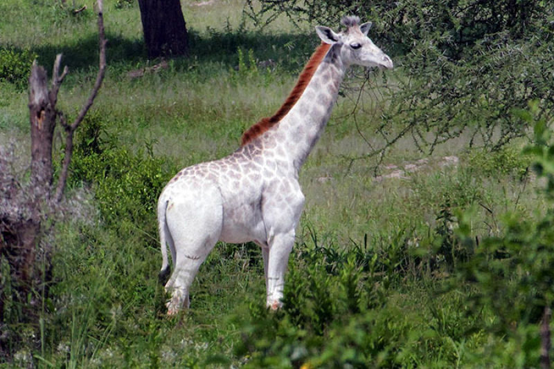 Uma rara girafa branca foi vista na Tanzânia 02