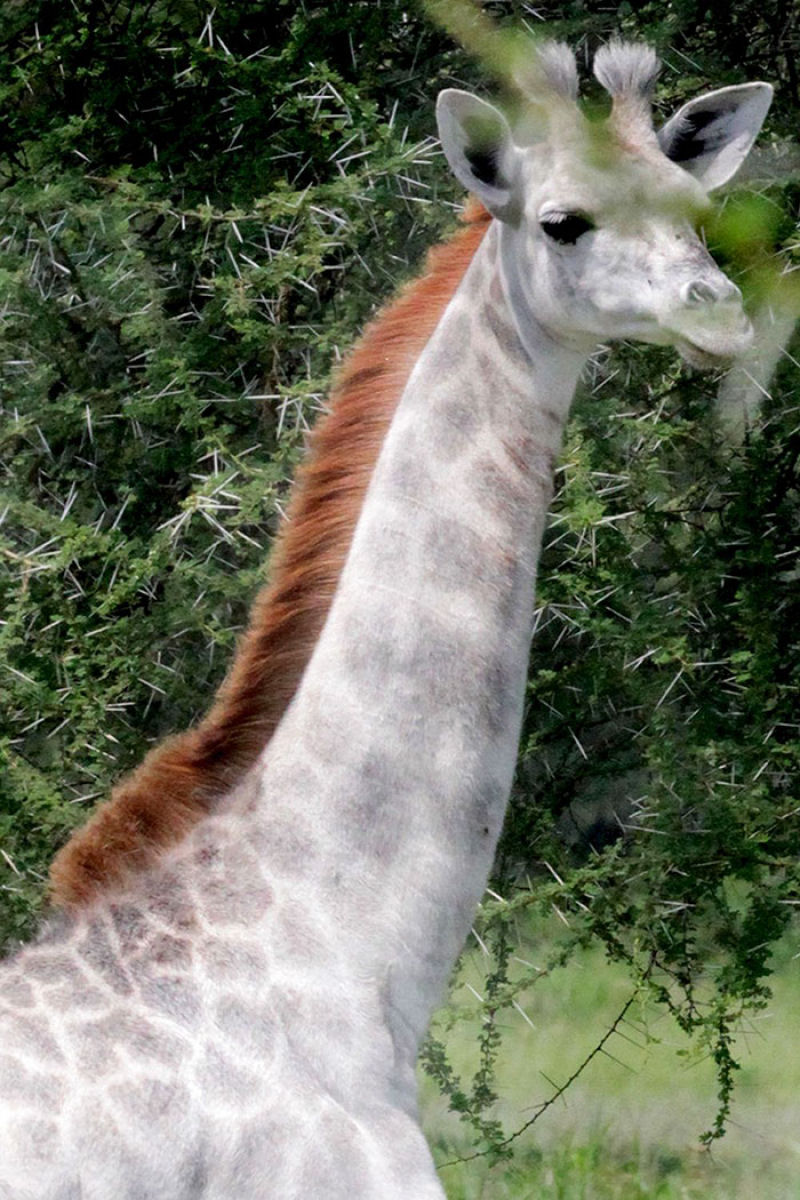 Uma rara girafa branca foi vista na Tanzânia 03