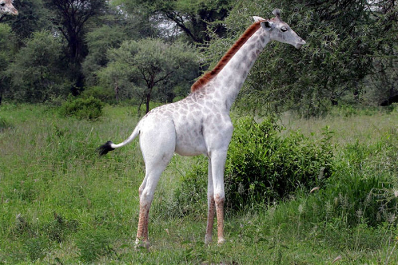 Uma rara girafa branca foi vista na Tanzânia 04