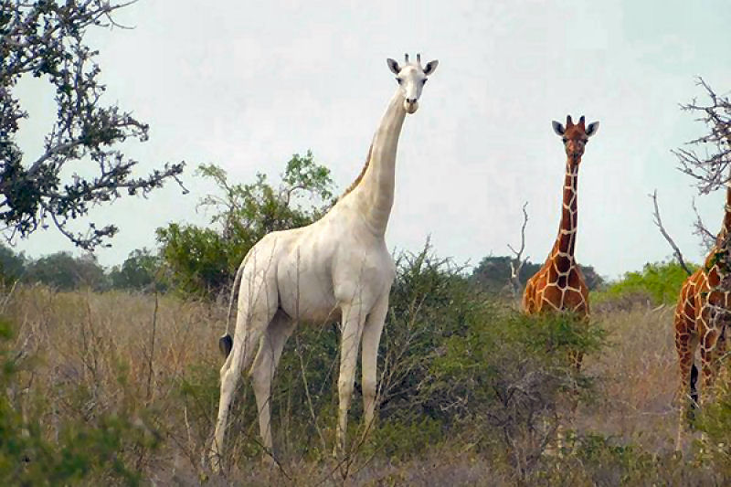 Caçadores furtivos matam uma girafa branca e sua cria e só resta agora um exemplar no mundo