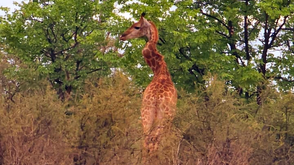 Girafa gravemente ferida com pescoo torto foi avistada na frica do Sul