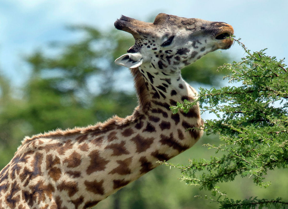 Girafa gravemente ferida com pescoo torto foi avistada na frica do Sul