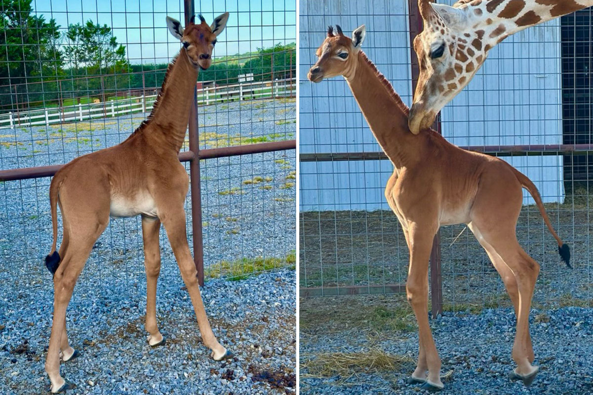 Zoo americano deu as boas-vindas a uma rara girafa que no tem manchas