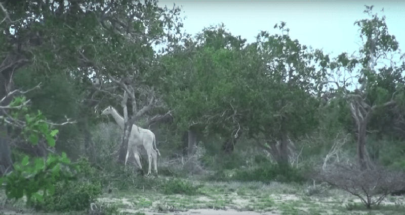 Girafas brancas raras capturadas em filme pela primeira vez no Qunia 03