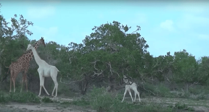Girafas brancas raras capturadas em filme pela primeira vez no Qunia 04