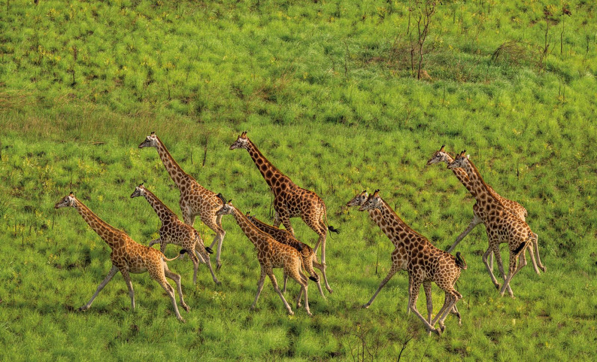 Girafas so notoriamente difceis de rastrear, mas novas tecnologias esto ajudando os cientistas a proteger as amadas espcies