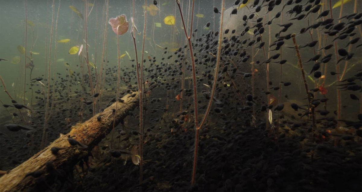 Curta-metragem mergulha em um lago de Vancouver para documentar a evolução dos girinos