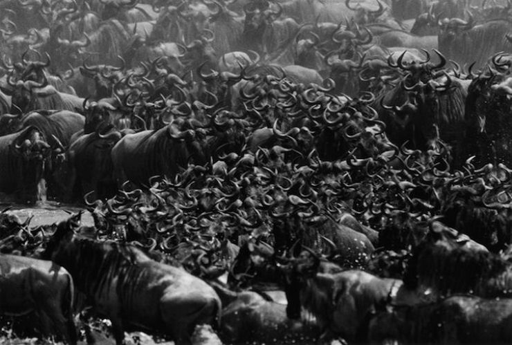 Traiçoeira travessia do rio Mara no Serengeti 01