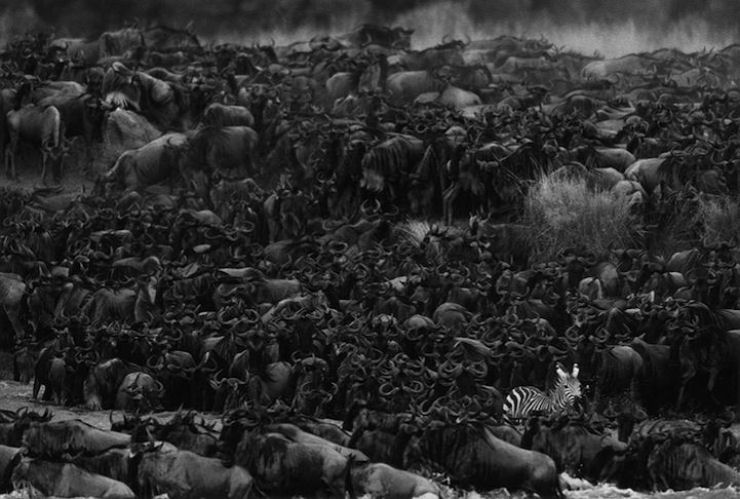 Traiçoeira travessia do rio Mara no Serengeti 12
