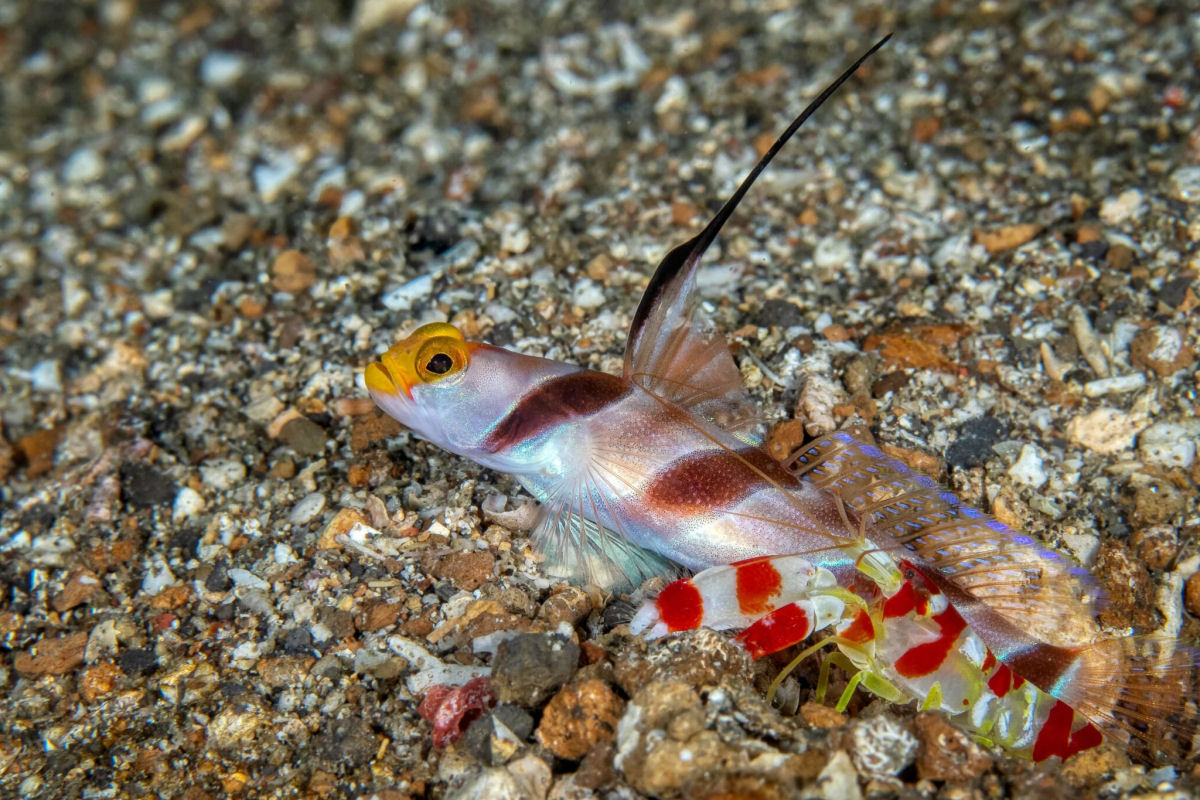 Camar�o-pistola e peixe-gob�deo: dois melhores amigos contra o mundo