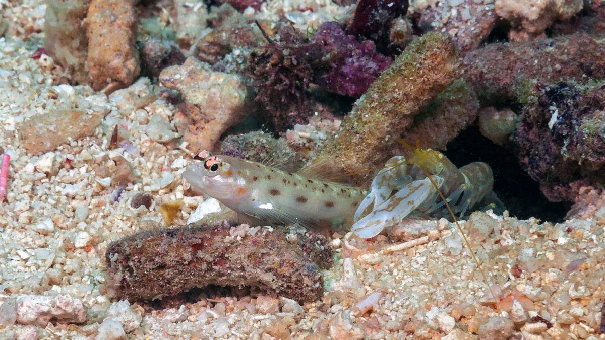 Camar�o-pistola e peixe-gob�deo: dois melhores amigos contra o mundo