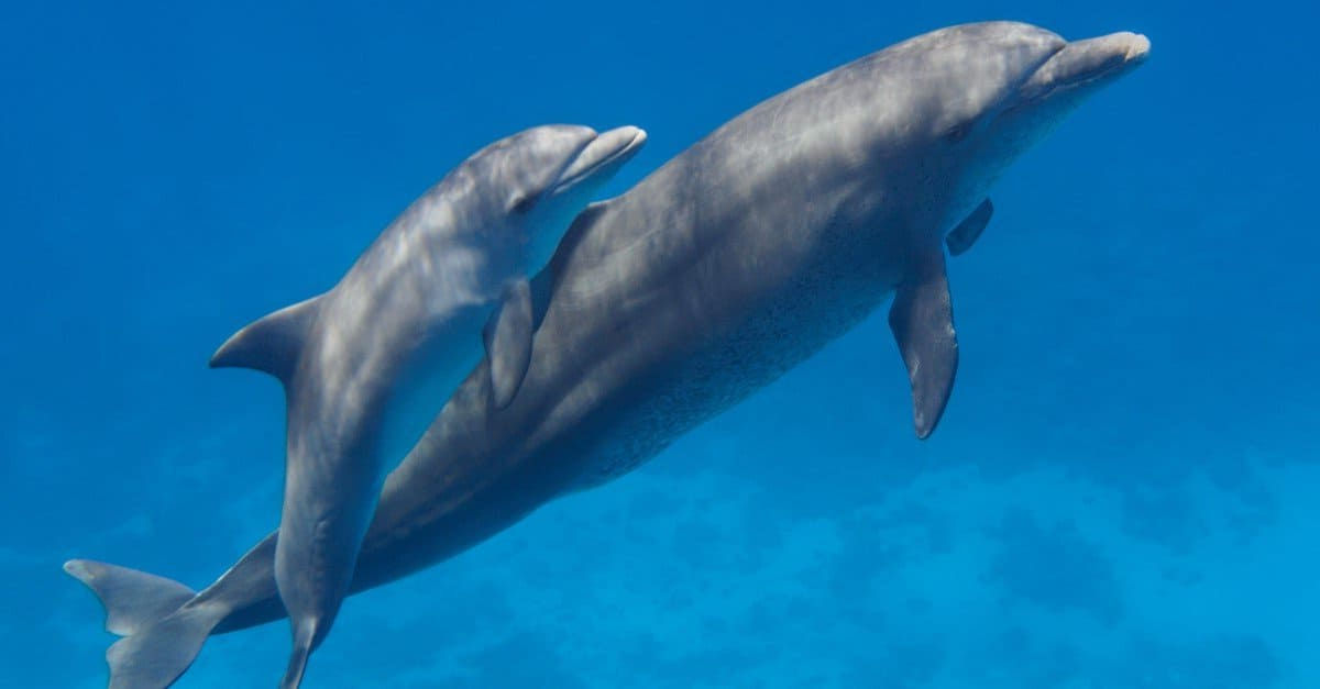 Testemunhe um golfinho recém-nascido aprendendo a nadar nas primeiras horas de vida
