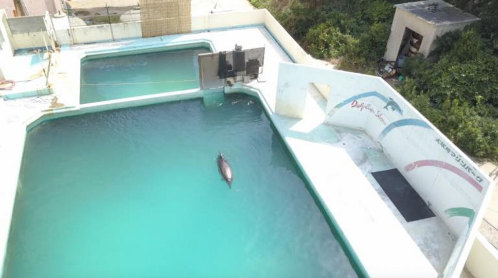 Golfinha mais solitária do mundo morre depois de anos sozinha na piscina abandonada do aquário