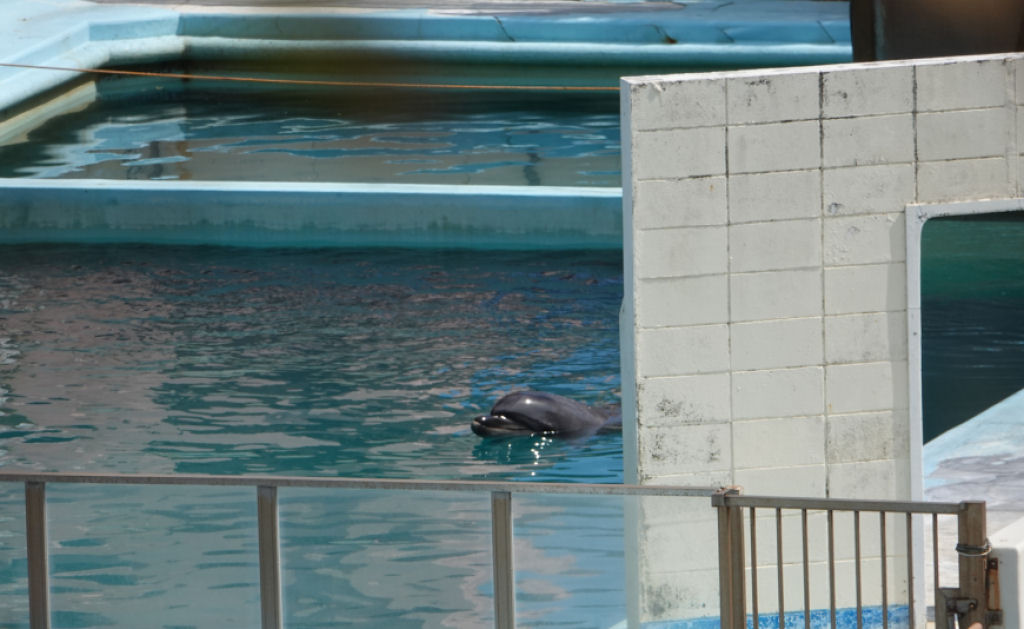 Golfinha mais solitária do mundo morre depois de anos sozinha na piscina abandonada do aquário