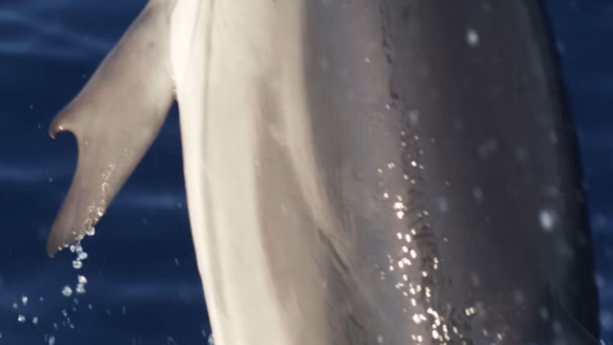 Imagens capturam golfinhos extremamente raros com polegares