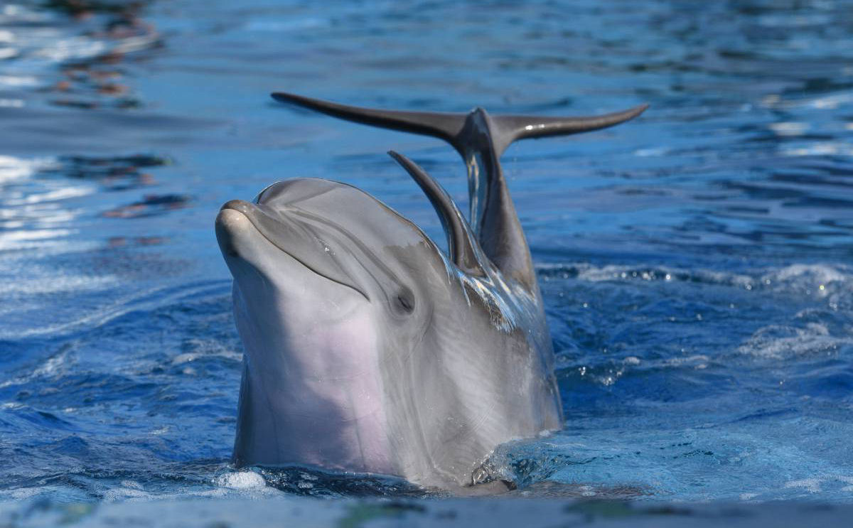 H golfinhos to espertos que condicionam seu tratador a dar lhes mais comida