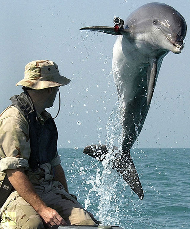 Golfinhos assassinos, a nova arma das foras navais ucranianas