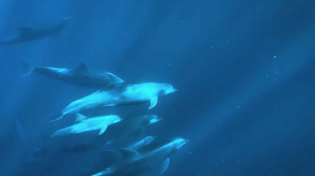 Golfinhos nadam serenamente na pennsula da Baixa, no Mxico