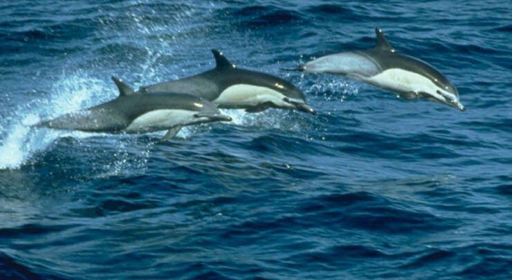 Os golfinhos parecem entender sua mortalidade e vivem a morte como os humanos