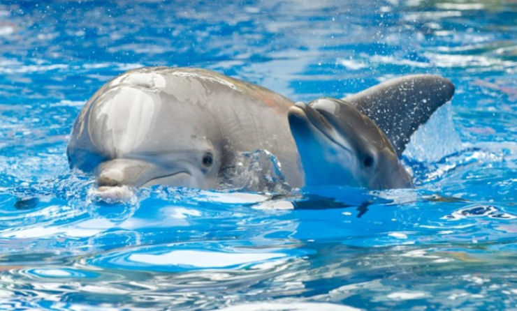 Os golfinhos parecem entender sua mortalidade e vivem a morte como os humanos