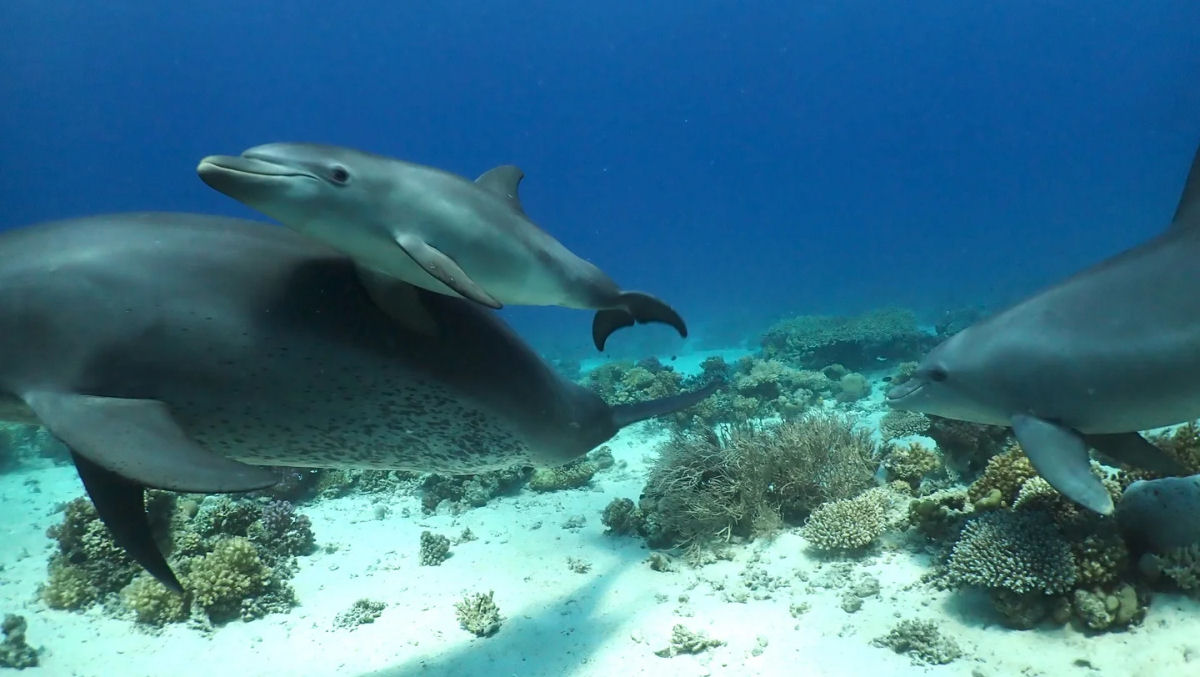 Golfinhos podem usar coral e esponjas como itens de cuidados com a pele