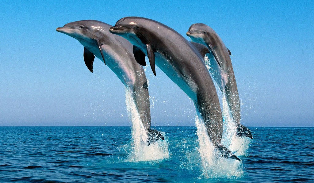 Os golfinhos comunicam-se por seu nome, revela estudo