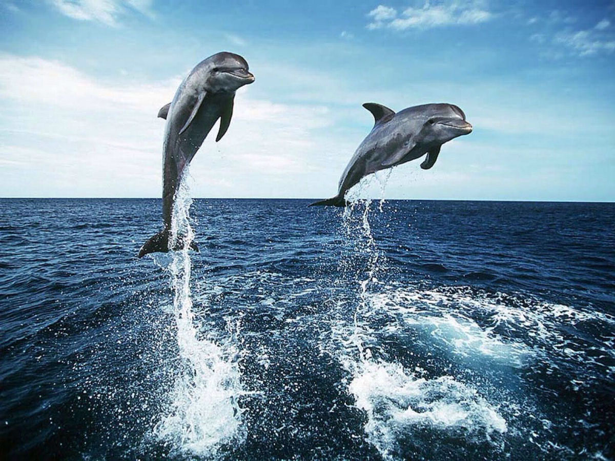 Estudo mostra que os golfinhos chamam uns aos outros  por seus nomes prprios
