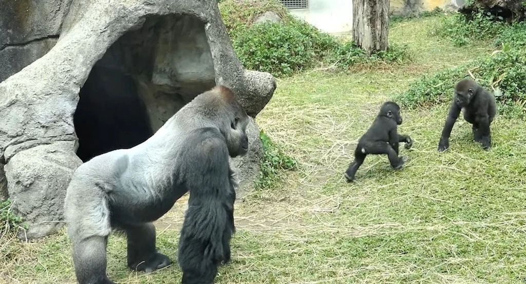 Gorila separa os filhos quando a brincadeira passa dos limites