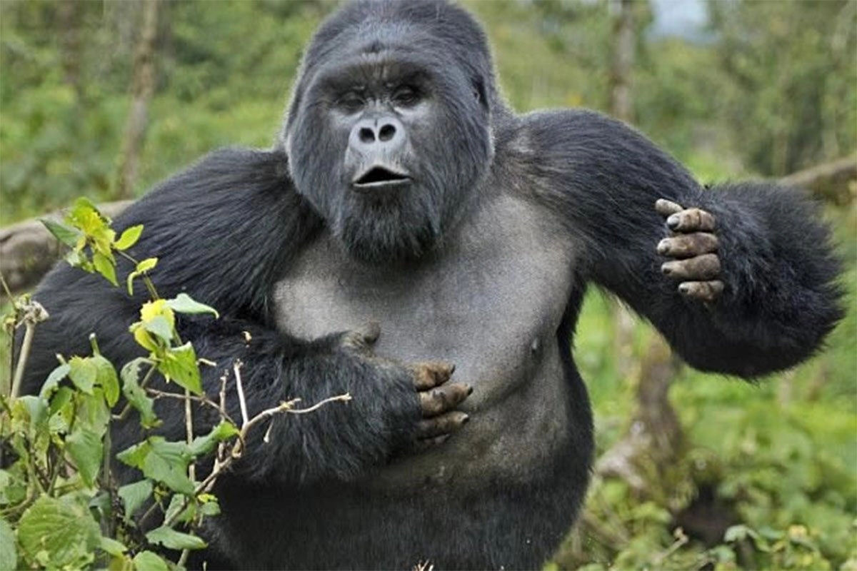 Gorilas no blefam quando batem no peito:  uma sinalizao sria que indica tamanho do corpo