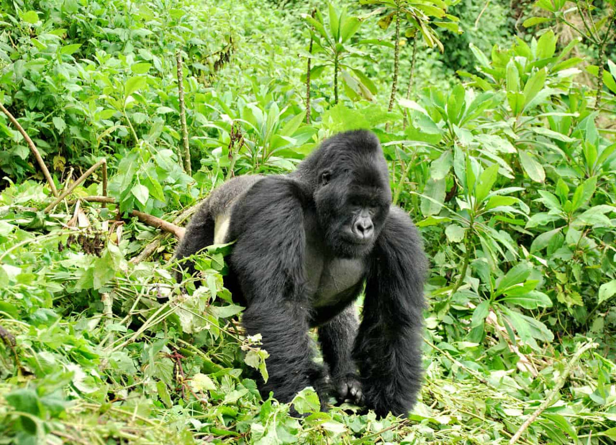 Gorila enorme se aproxima a centmetros de um grupo de fotgrafos