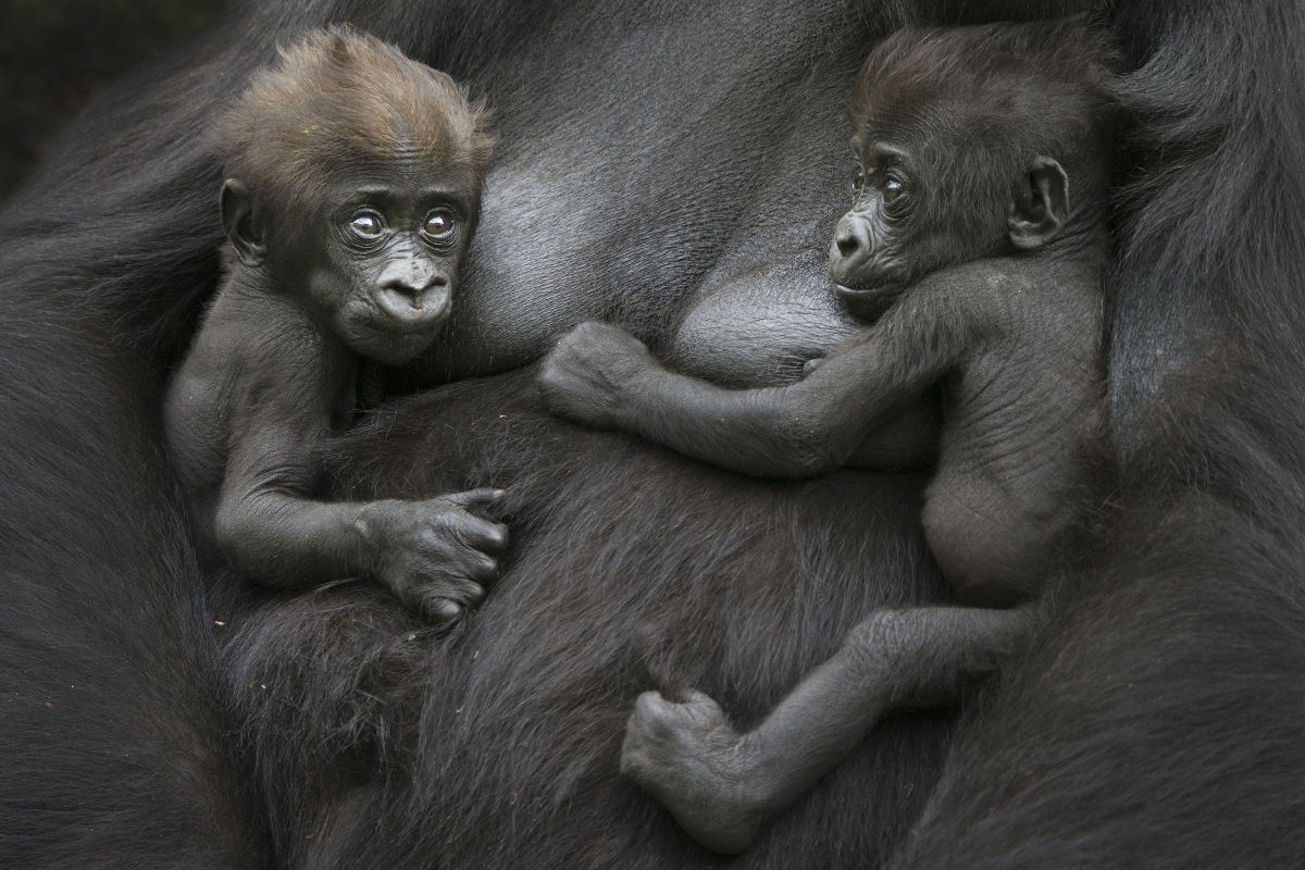 Nascem g�meos de gorilas-das-montanhas incrivelmente raros em Virunga