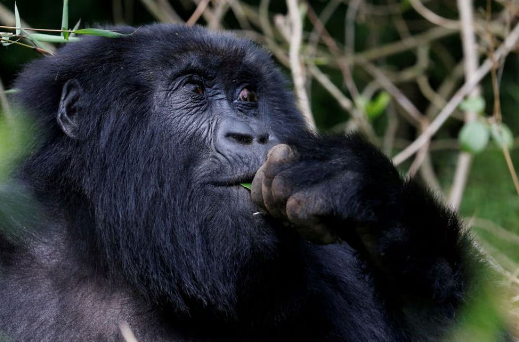 O que o maior estudo de DNA de primatas revela sobre ns mesmos