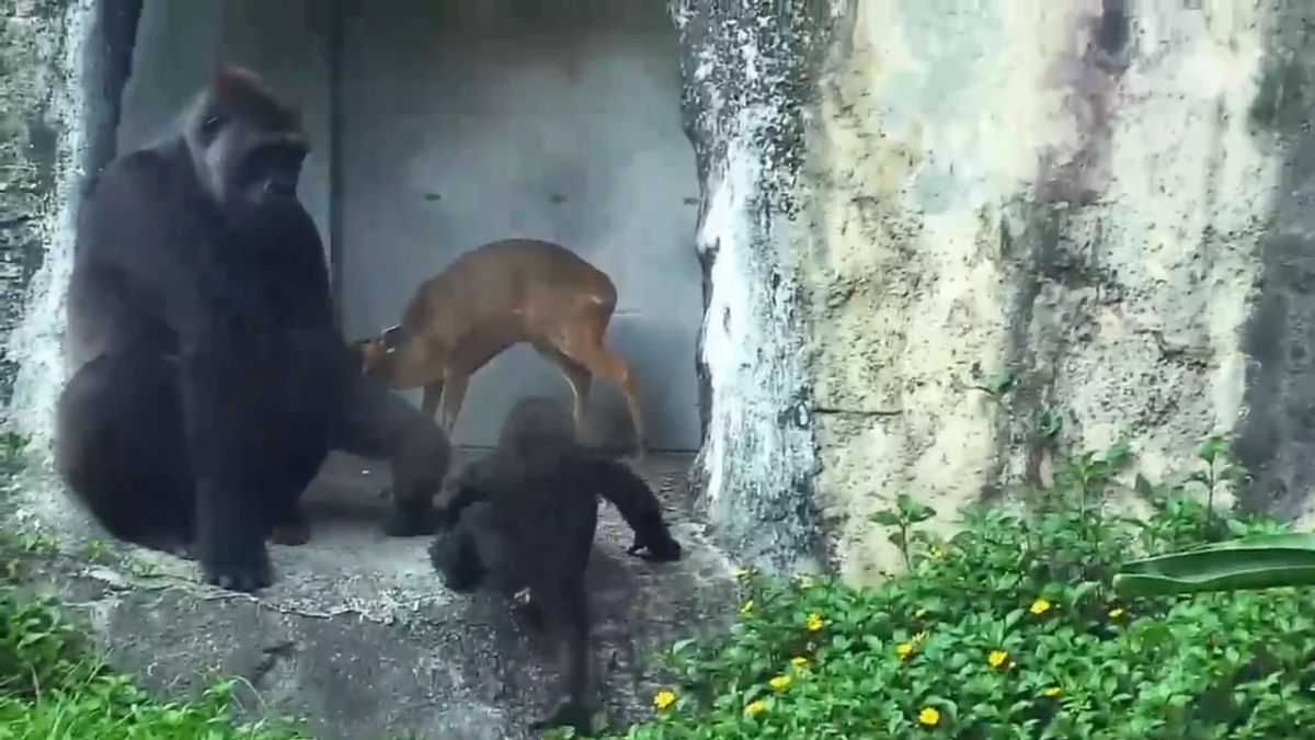 Gorila aceita cervos-muntíacos como hóspedes no Zoológico de Taipei