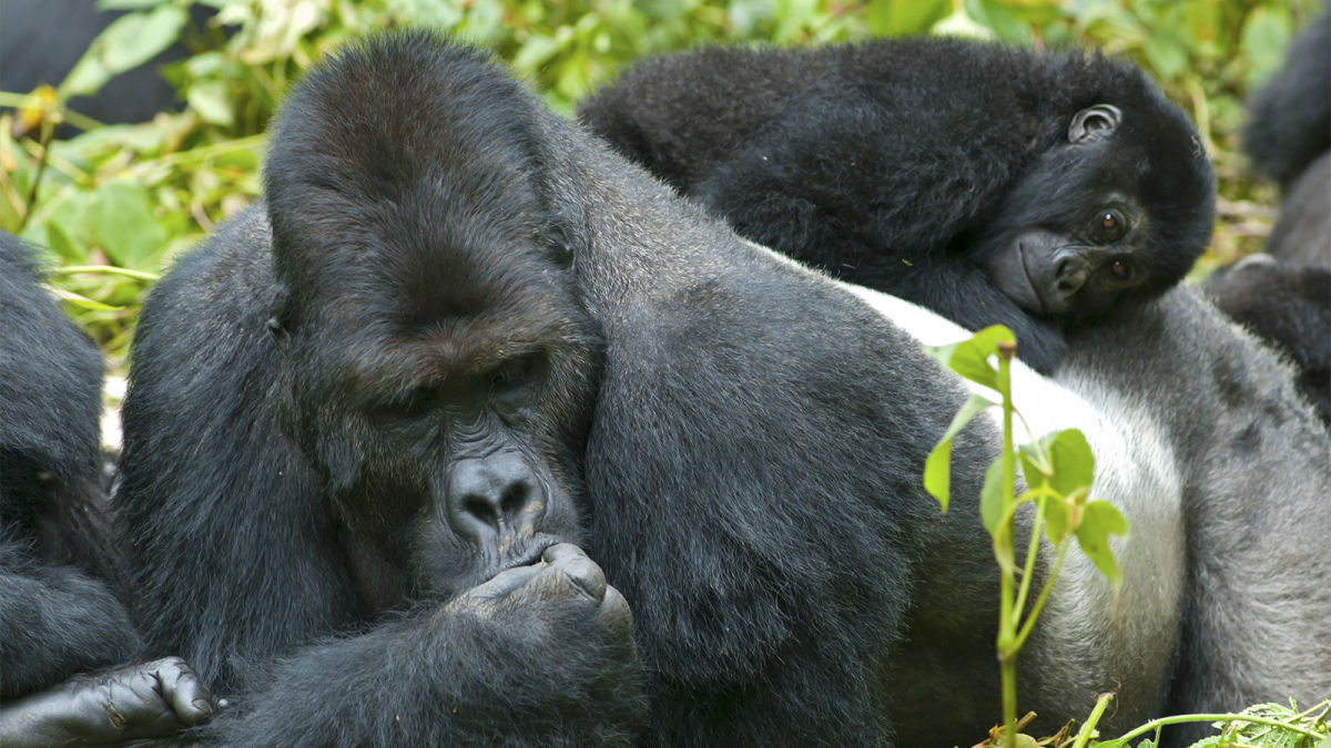 Gorila-de-costas-prateadas da montanha é o 'Pai do Ano'