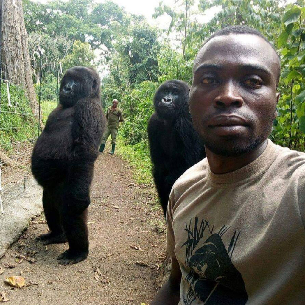 Chimpanz usurio do Instagram deixa a Rede boquiaberta