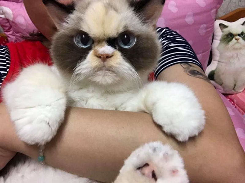 O novo Grumpy Cat parece ainda mais rabugento que seu antecessor 01