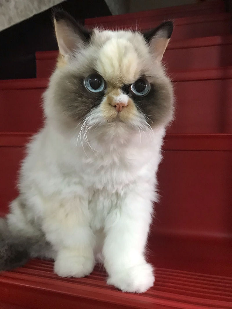O novo Grumpy Cat parece ainda mais rabugento que seu antecessor 02