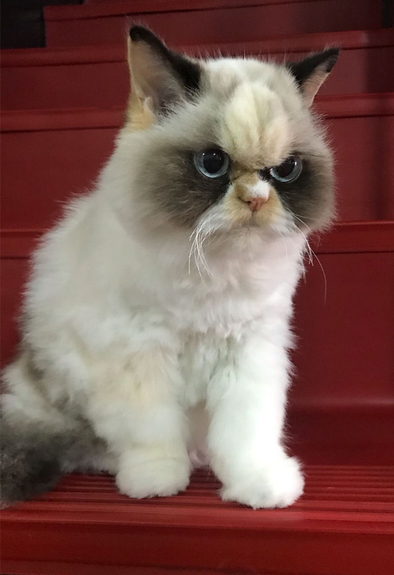 O novo Grumpy Cat parece ainda mais rabugento que seu antecessor 04