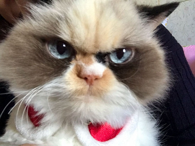 O novo Grumpy Cat parece ainda mais rabugento que seu antecessor 05