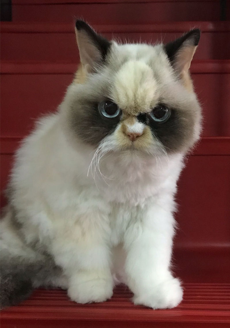 O novo Grumpy Cat parece ainda mais rabugento que seu antecessor 06