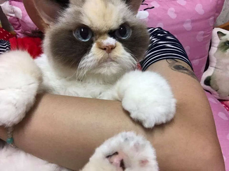 O novo Grumpy Cat parece ainda mais rabugento que seu antecessor 07