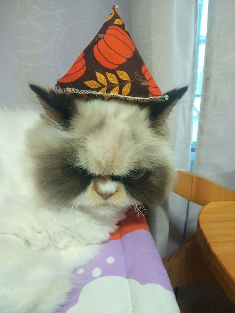 O novo Grumpy Cat parece ainda mais rabugento que seu antecessor 10