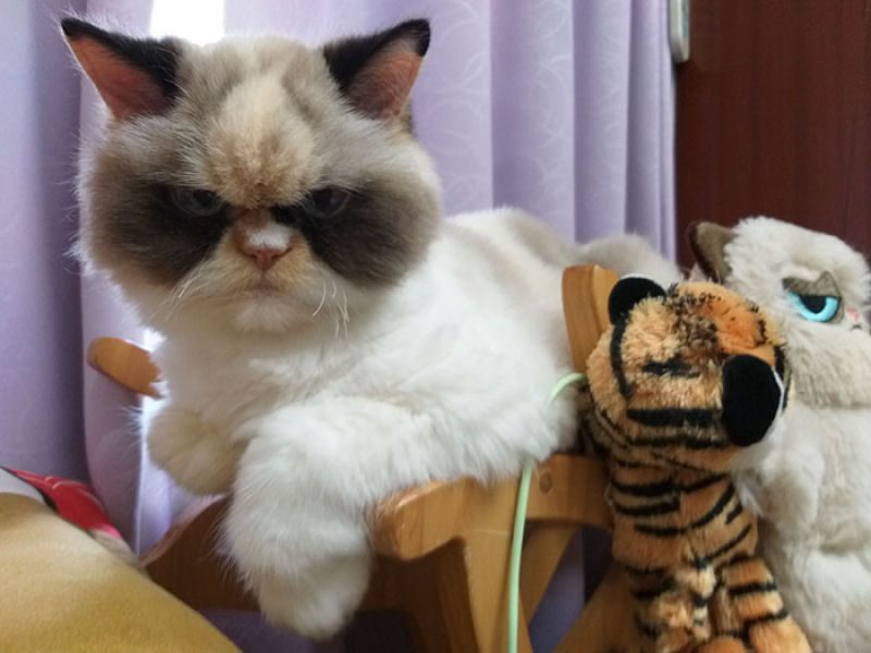 O novo Grumpy Cat parece ainda mais rabugento que seu antecessor 11