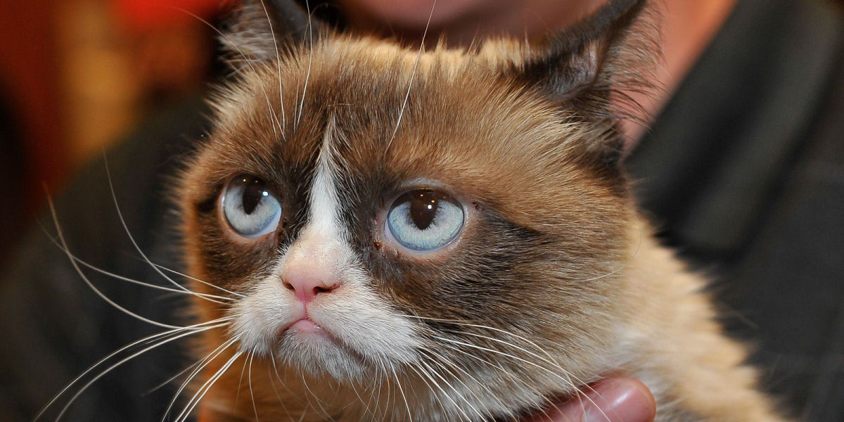 Os memes tambm tm direitos: Grumpy Cat ganha um proceso de 2,2 milhes de reias contra uma marca que usou sua imagem
