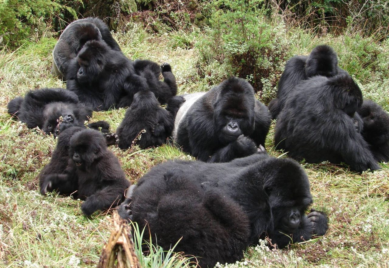 Gorilas cantarolam pequenas canes enquanto comem juntos